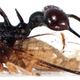Illustration for article titled Helmet-wearing treehoppers are the weirdest insects around